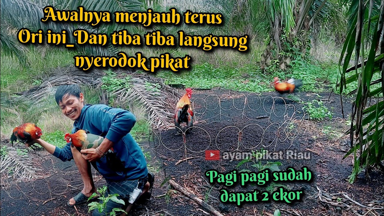 ori awalnya tidak mauh dekat_dan tiba tiba ori langsung menerjang pikat