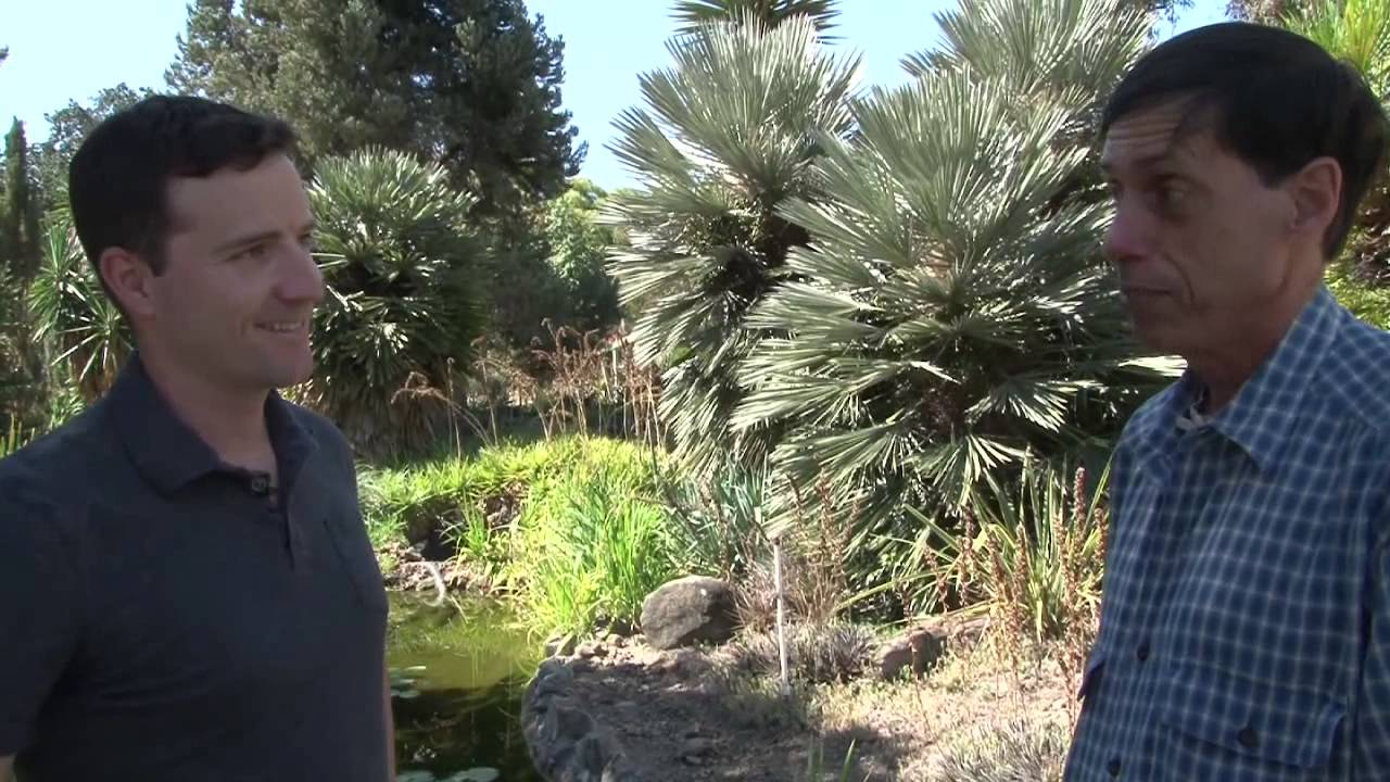Ruth Bancroft Garden