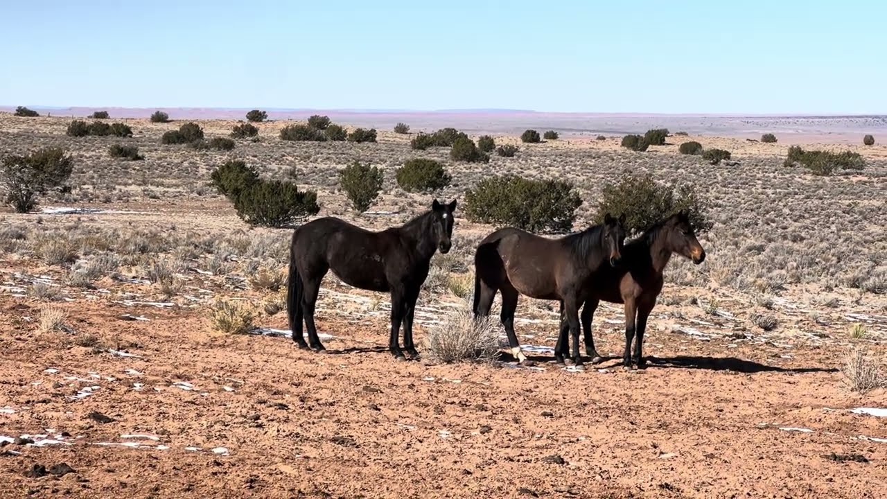Yearling Fillies/wagyu 1st calf heifer 