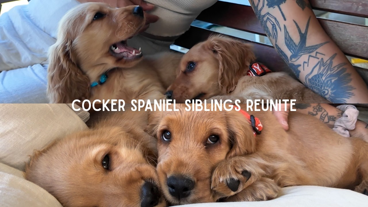 Puppy Reunites With His Brother For The Cutest Playdate Ever | English Cocker Spaniel Vlog