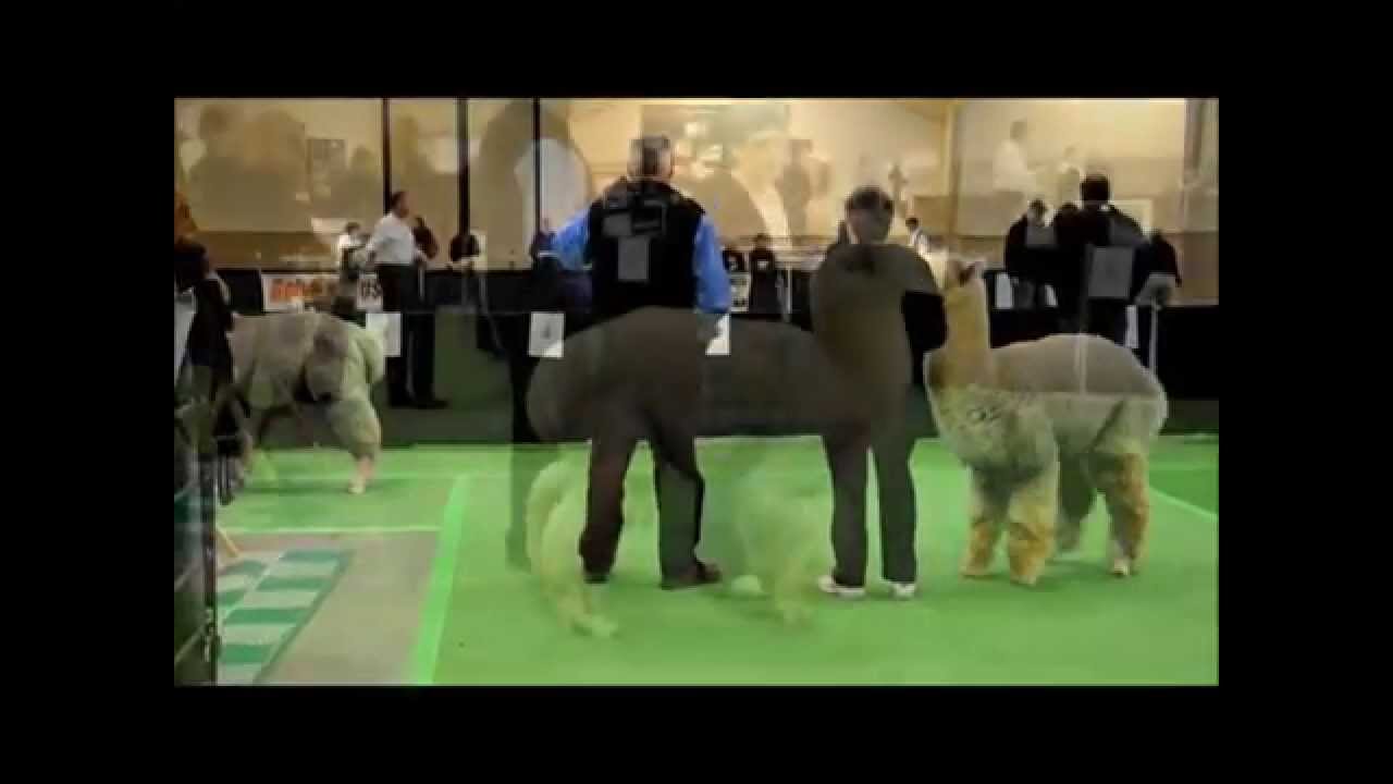 Fleece Show