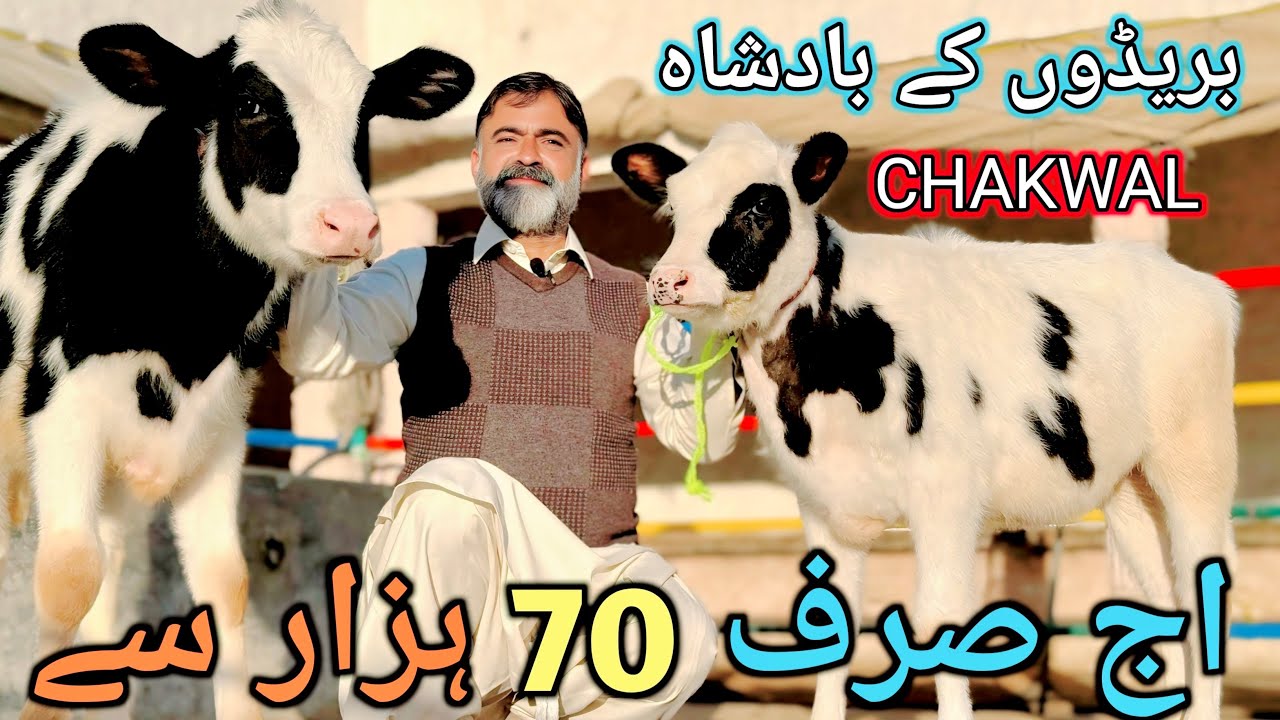 HF DUCTH AUSTRALIAN AMERICAN CHOLISTANI CROSS HEIFERS AND BREADER FOR SALE IN CHAKWAL