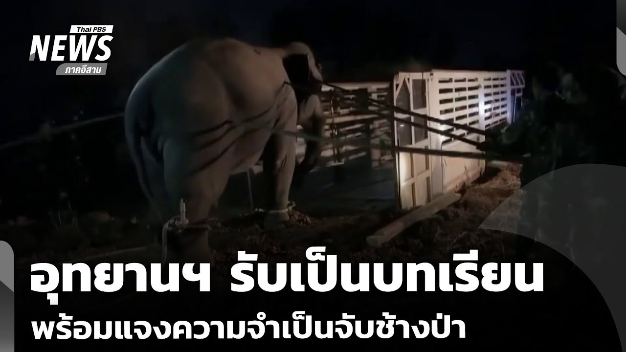 อุทยานฯ รับเป็นบทเรียน พร้อมแจงความจำเป็นจับช้างป่า | วันใหม่ไทยพีบีเอส | 6 ก.พ.69