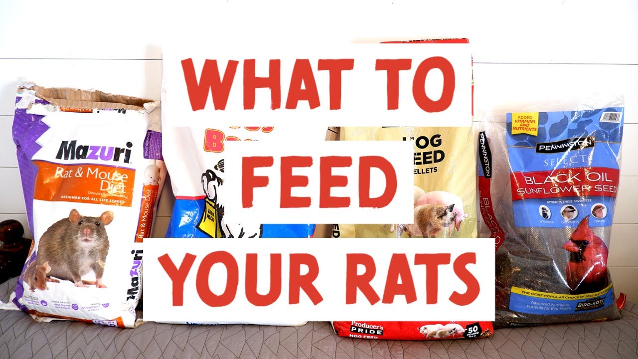 Rat Diet and Nutrition - What to feed your rats