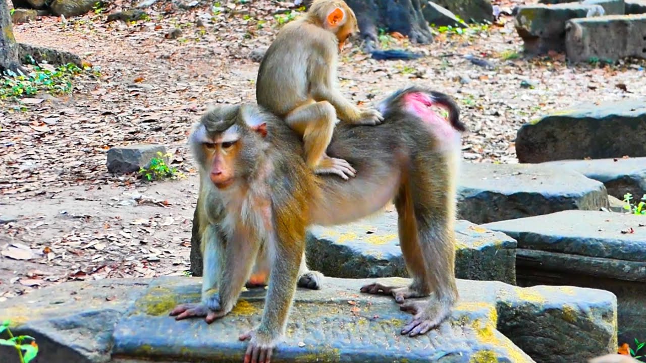 Luna Look baby Lily Rides on Mother's Back, help massage and baby Lynx Jaycee play around there 🐒💞