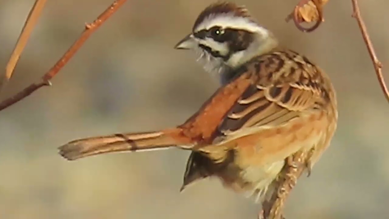 ホオジロ_46_鳴き声_多摩川_Bunting_4K