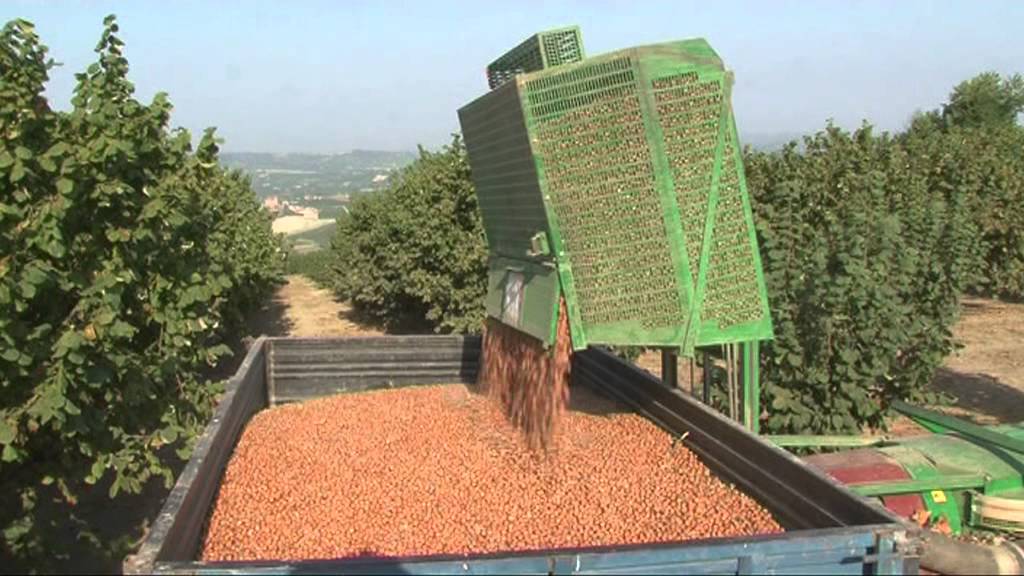 Nocciola Piemontese - produzione