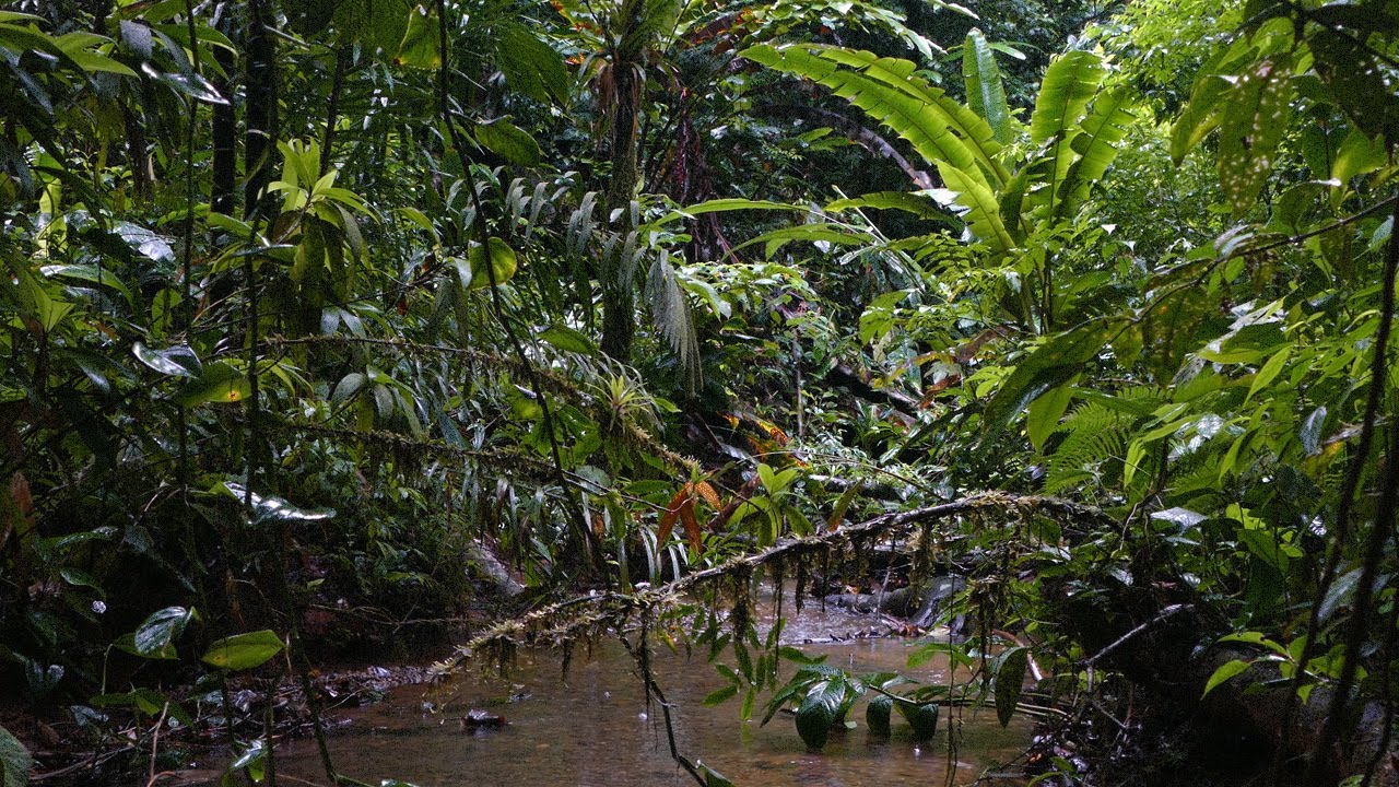 Rain in the Jungle - Relaxing Tropical Forest Ambience of Colombia, Chocó