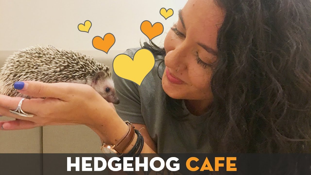 Hedgehog Cafe