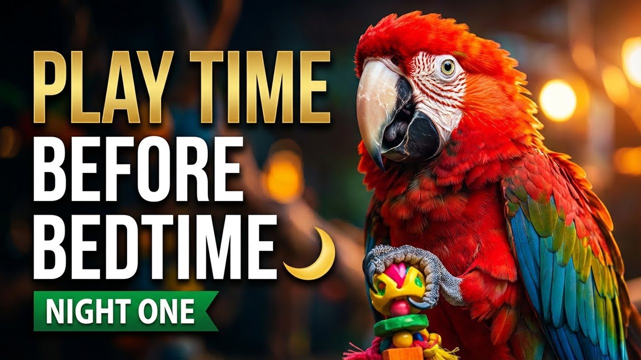 Play Time Before Bedtime 🌙 | Midwest Macaws/Uncle Sandy Macaw Bird Park (Night One)