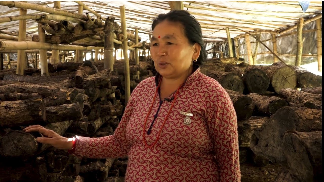सिताके च्याउ खेतीले फेरियो सानीमायाको जिवन