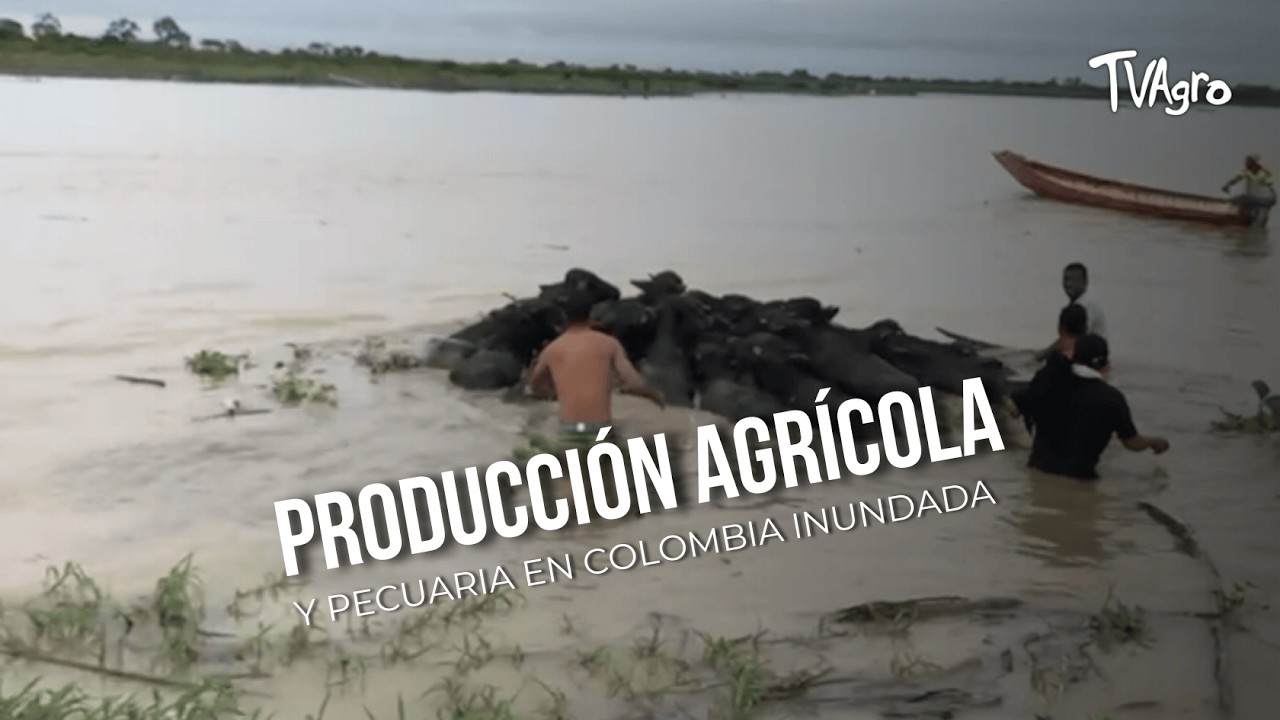 Producción agrícola y pecuaria en Colombia inundada - TvAgro por Juan Gonzalo Angel