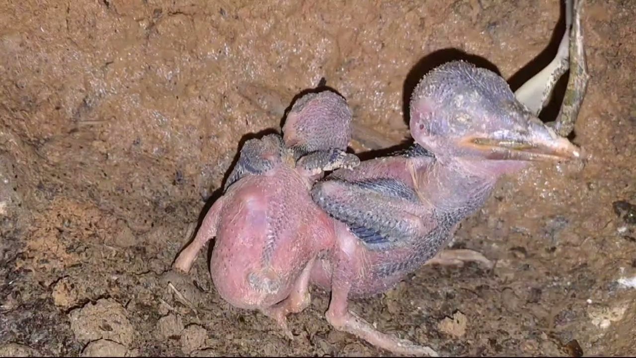 anak tengkek masih bebi sudah makan besar
