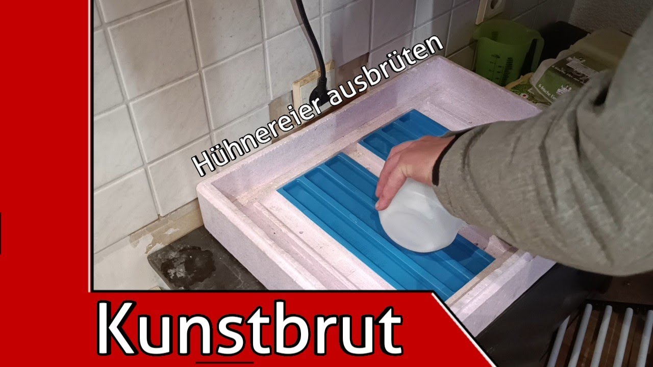 Künstliche Brut bei Hühnern | Meine Tipps und Erfahrungswerte (Kunstbrut 2025/2)
