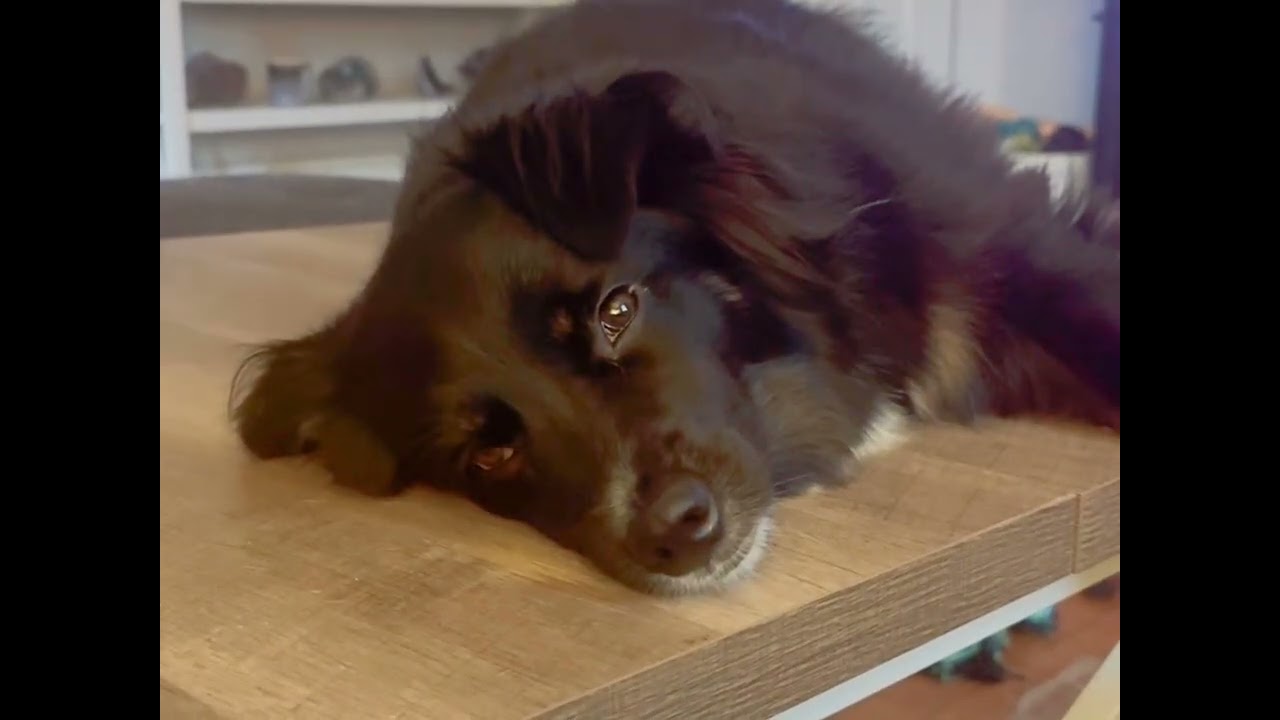 Relaxing meditation music with some cute pups 🐶 
