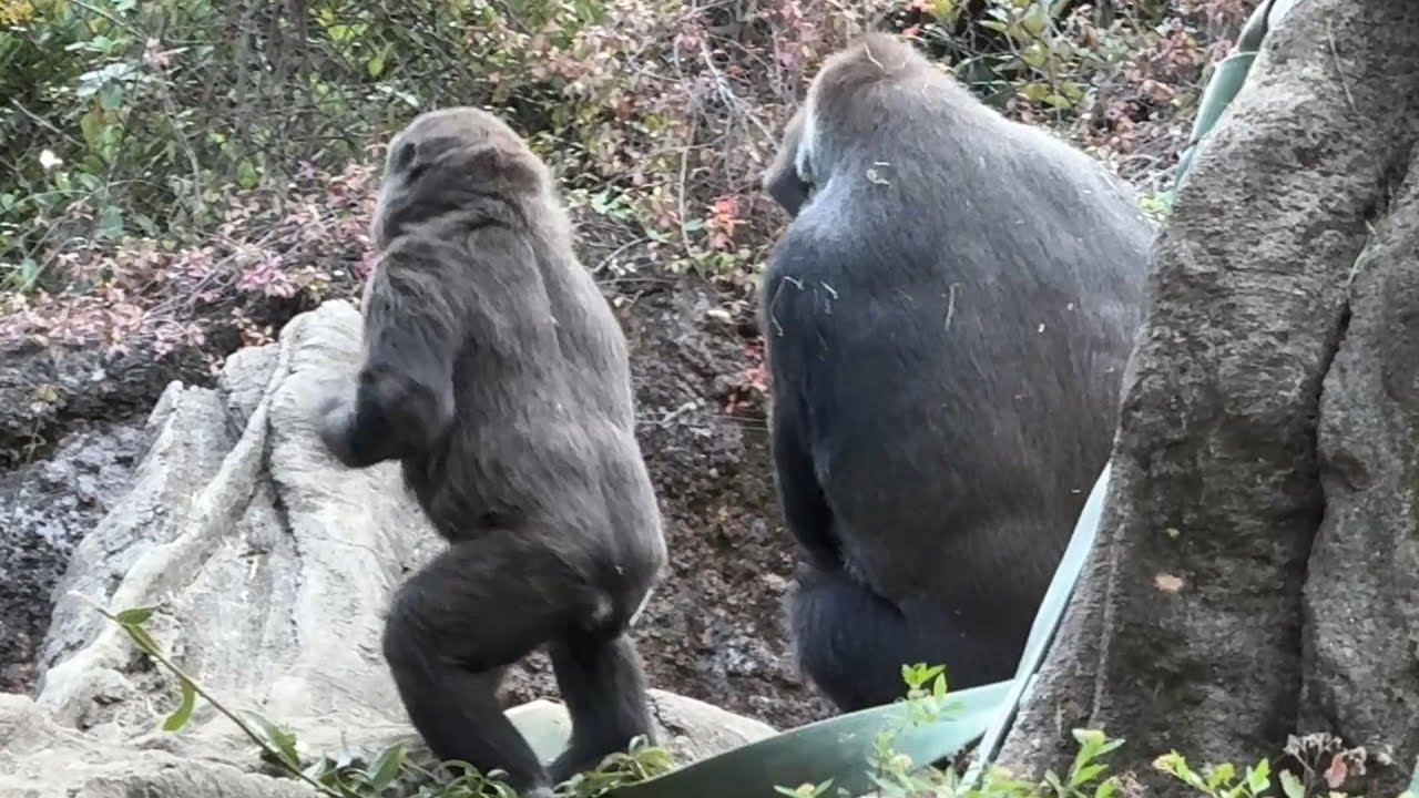 gorilla お姉ちゃんそばでドラミングするスモモ【2025年‎12月9日】【上野動物園】ゴリラ💗