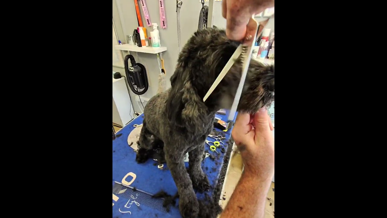How to groom a short cockapoo face. 