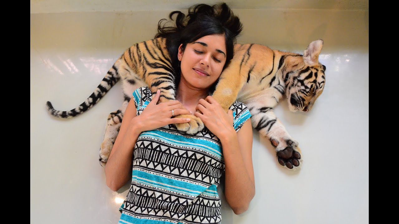 Playing with Baby Tigers in Thailand