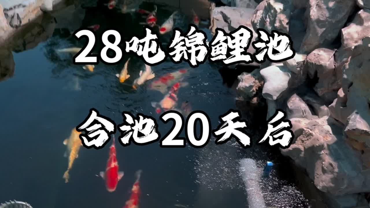 28吨锦鲤池合池零折损 检疫调水20天现后在是这样的#庭院鱼池 #锦鲤 #鱼儿水中游