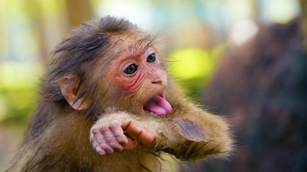 Pity Poor Adorable Little Monkey Baila Heal Hand By Herself ____ She So Lonely And Need Love Much