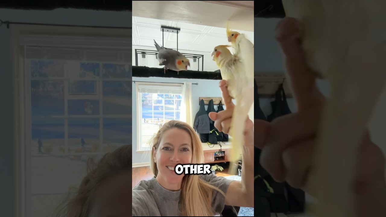 Should you get another Cockatiel?