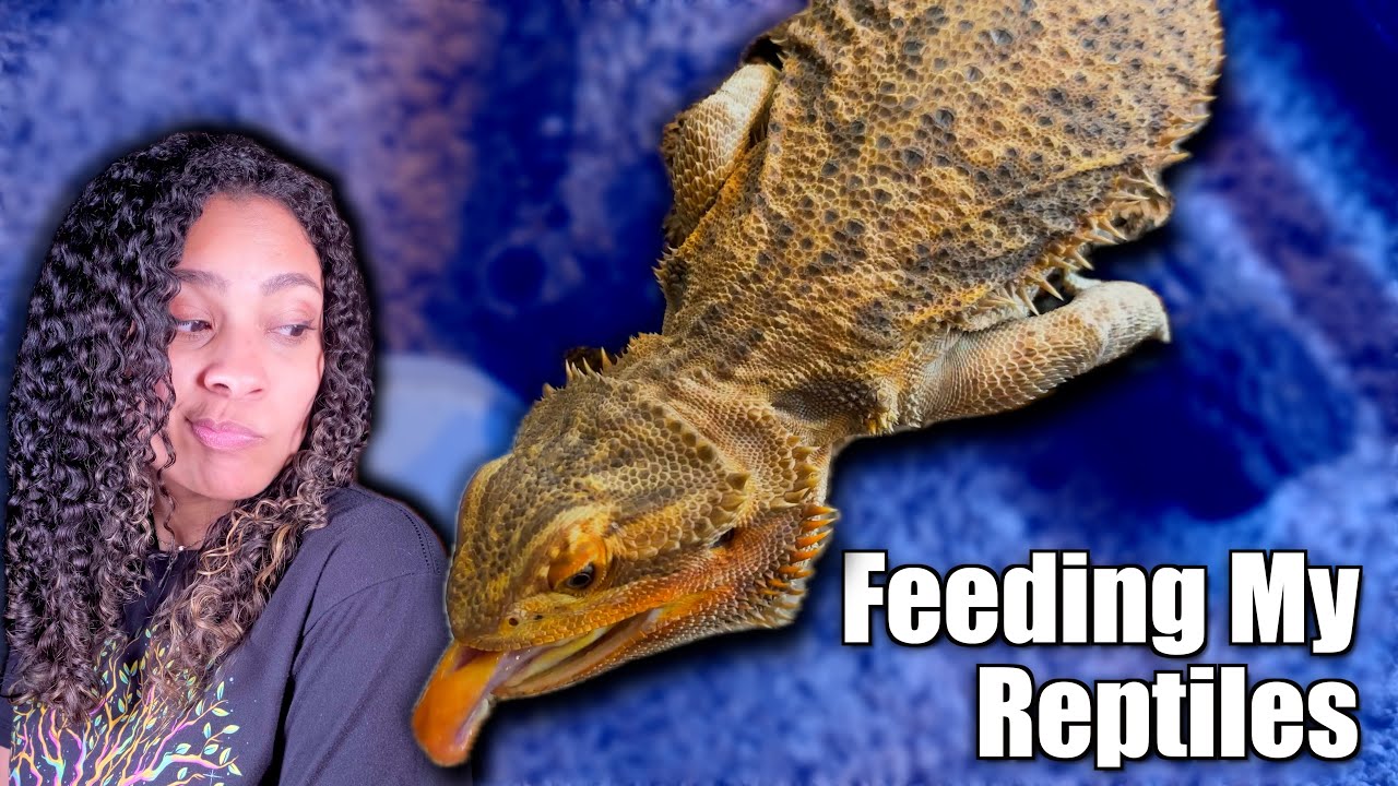 Кормлю своих рептилий!