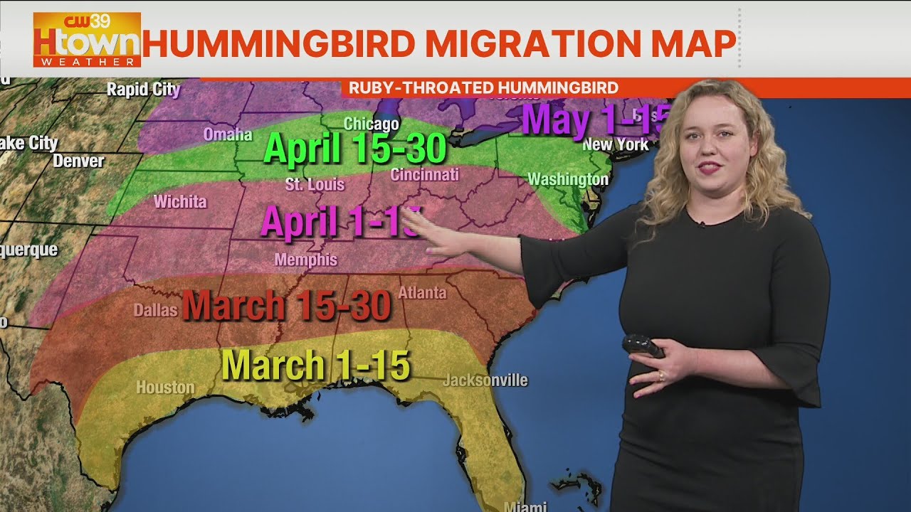 Spring hummingbird migration on Gulf Coast