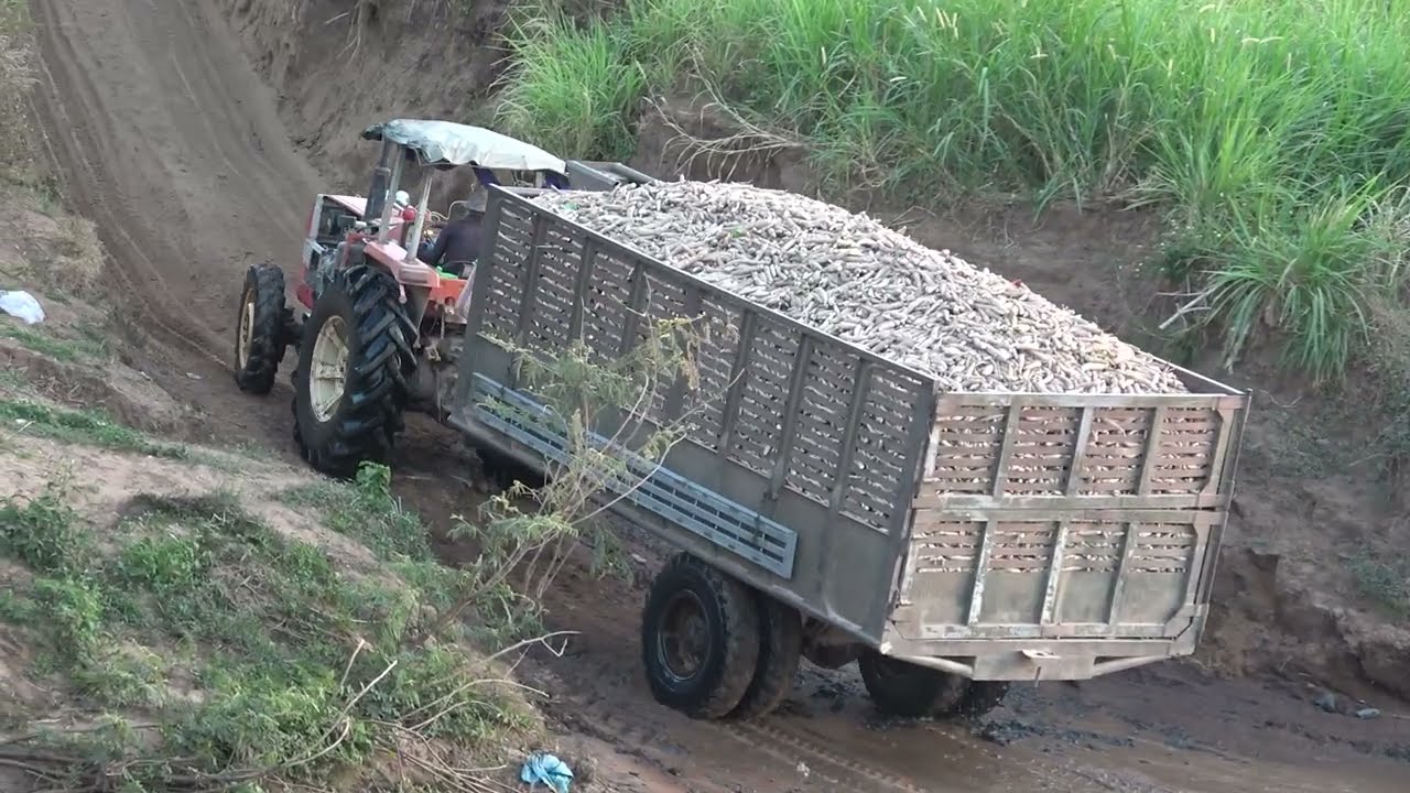 The old tractor carried 15 tons of sweet potatoes up steep slopes, admiring the driver's bravery 