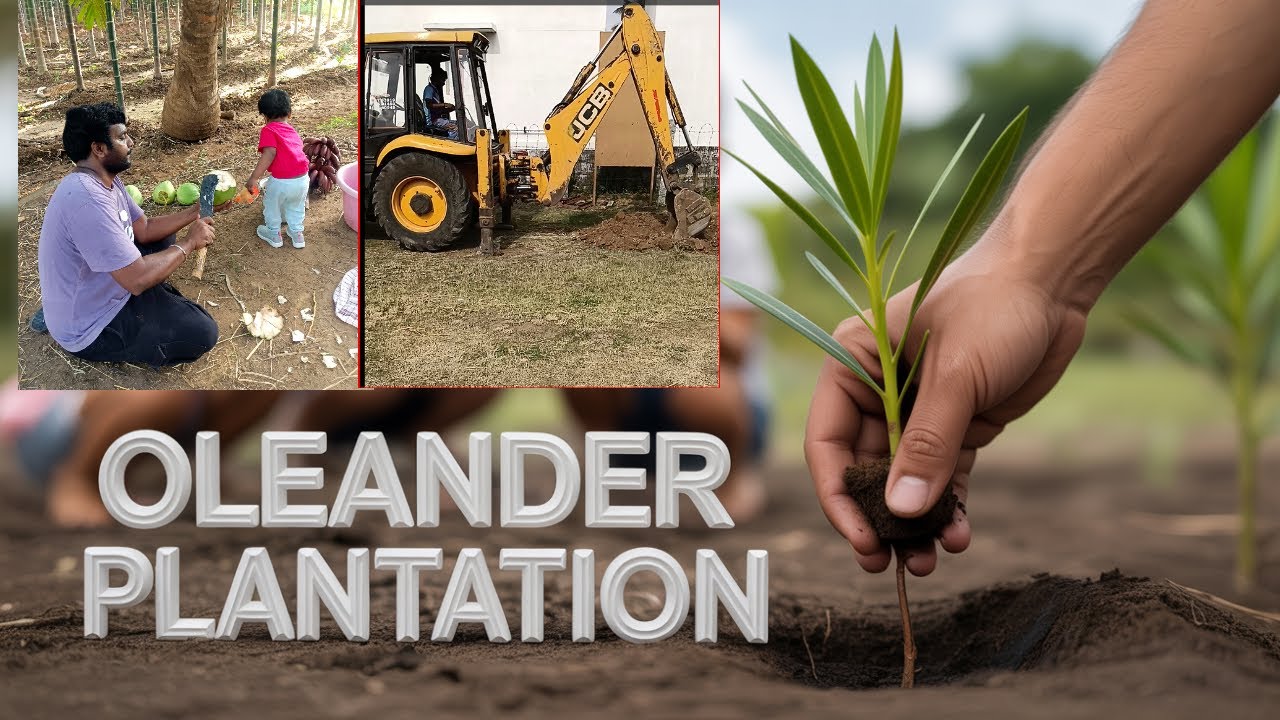 Planting Arali(Tamil) / Oleander Flower Plants  | Village Life in India