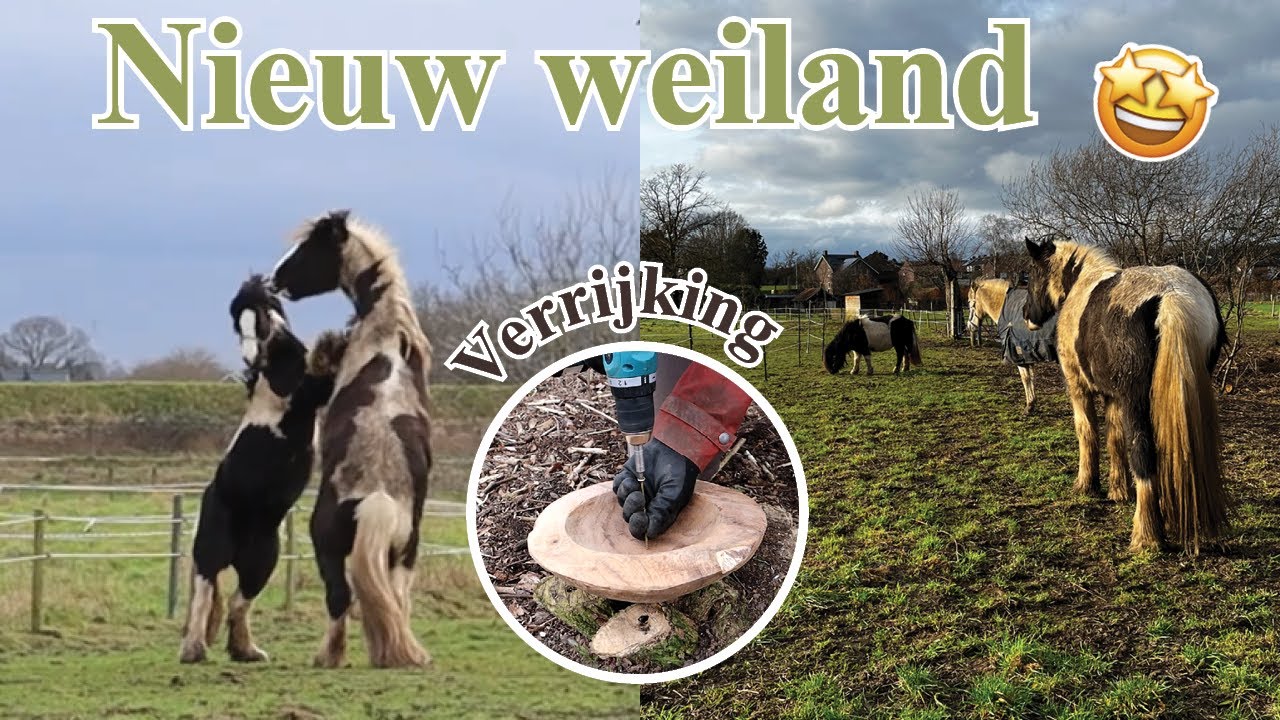 New Pasture Landed, Enrichment Added & Playing Tinkers | Vlog #48 | Dwally's Horses