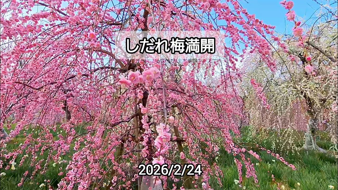 枝垂れ梅咲く公園散歩