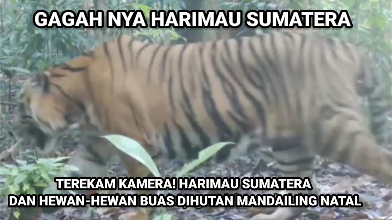 TEREKAM KAMERA !!! HARIMAU SUMATERA TERBESAR YG PERNAH SAYA LIHAT😱😱