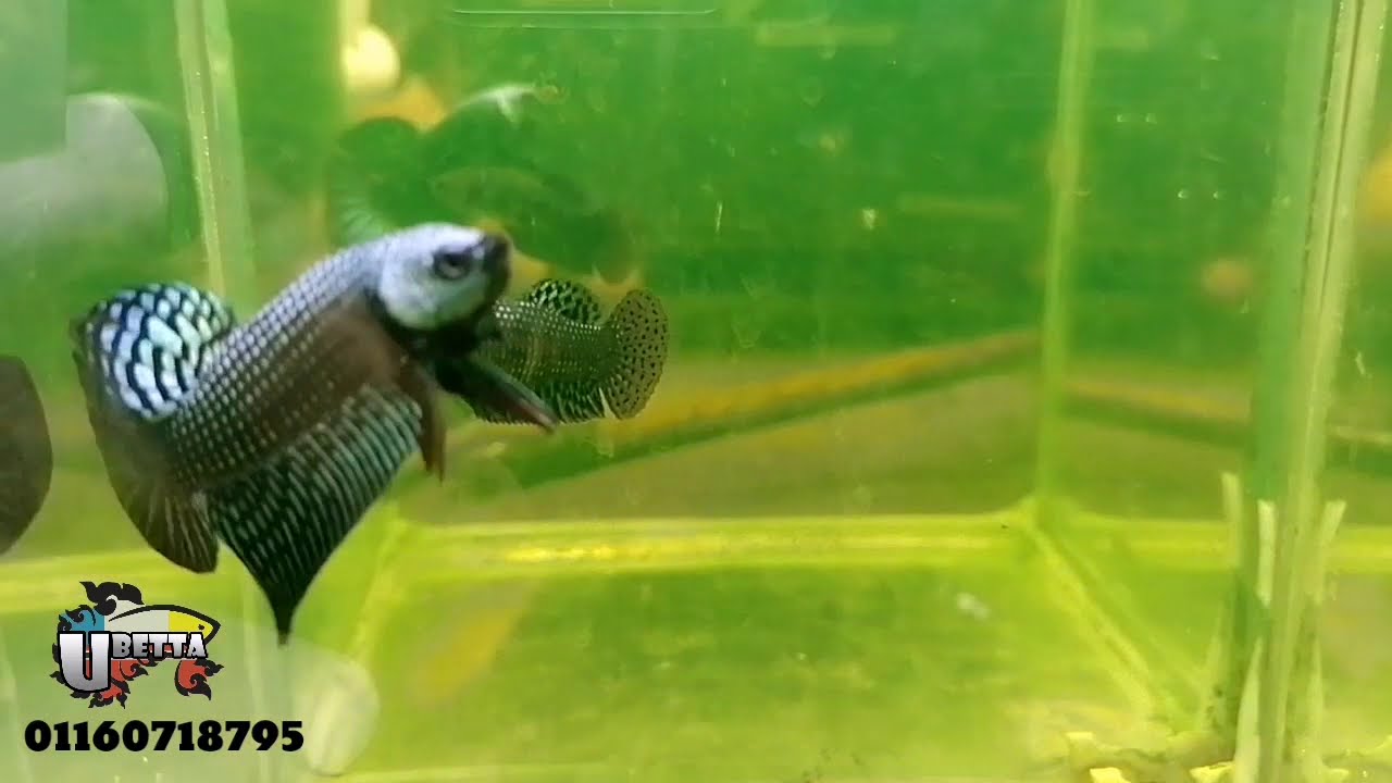 Wild Betta fish Hybrid - Grey Alien&nbsp;- ( Pair)