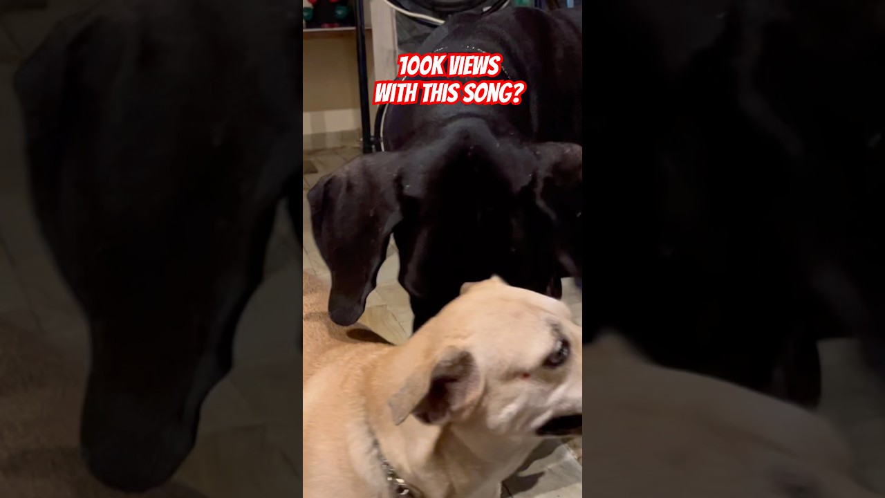 Huge Dog and the Viral Song 