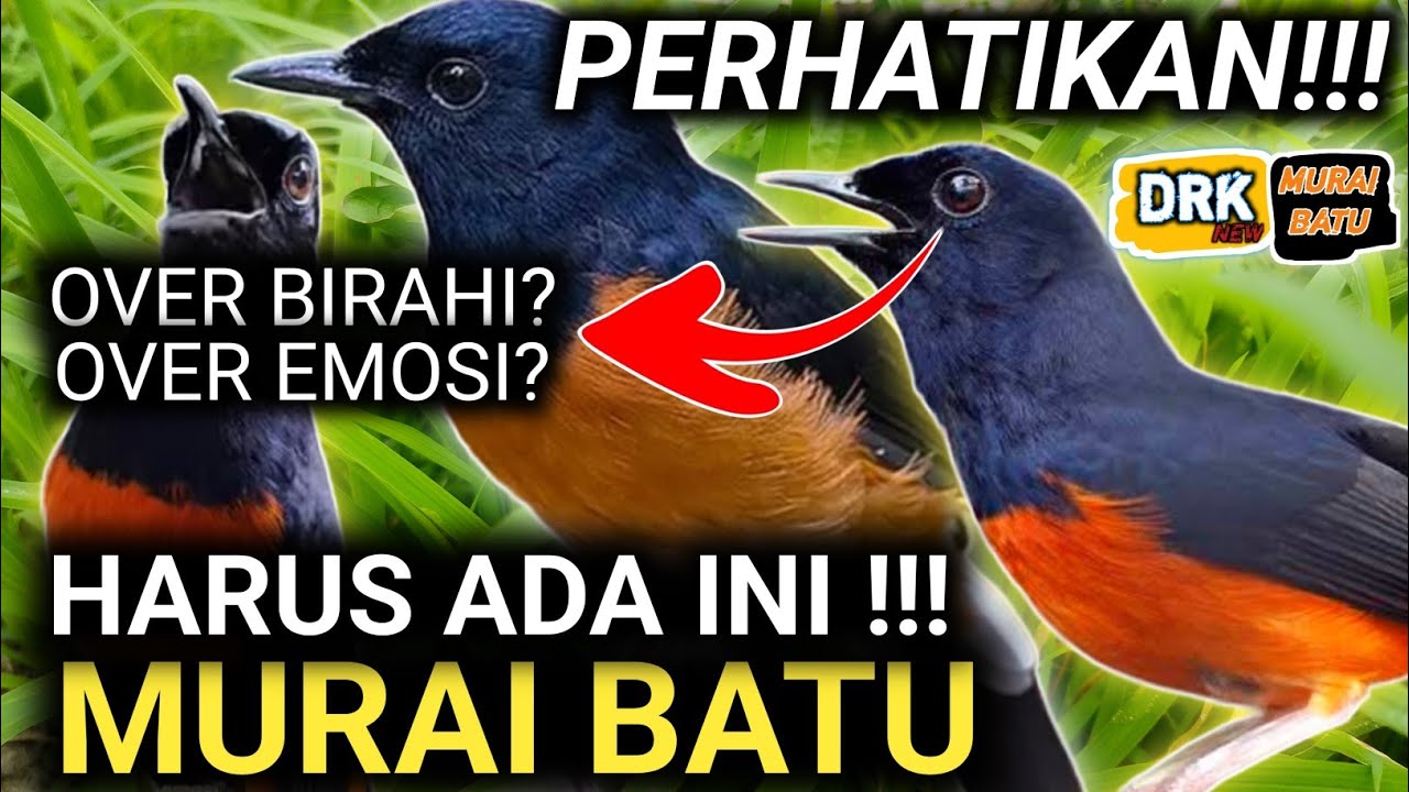 PERHATIKAN MURAI BATU OVER BIRAHI  OVER EMOSI SAYA JELASKAN DULU AGAR MURAI BATU GACOR FULL MATERI