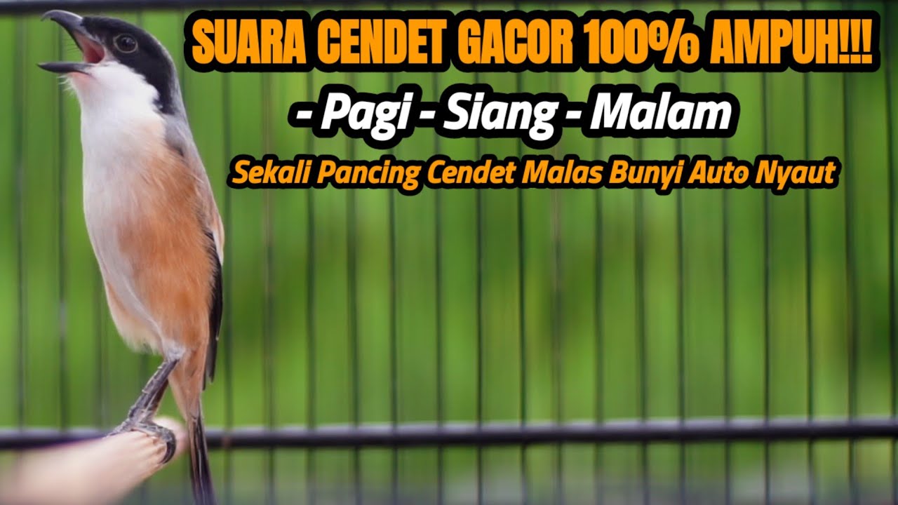 SUARA BURUNG CENDET AMPUH BUAT PANCINGAN CENDET YANG MALAS BUNYI 100% AMPUH