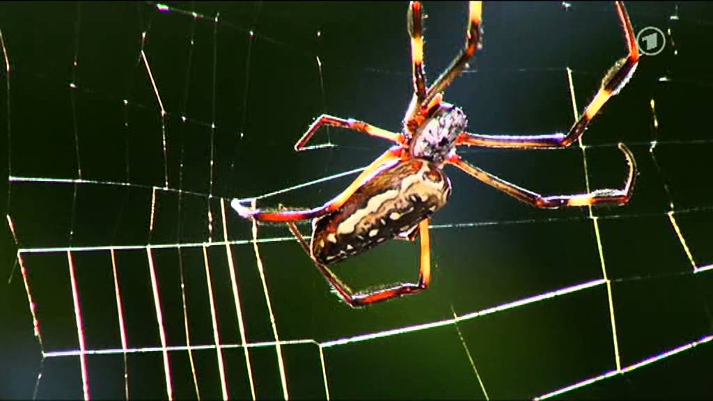 Wie eine Spinne ihr Netz baut