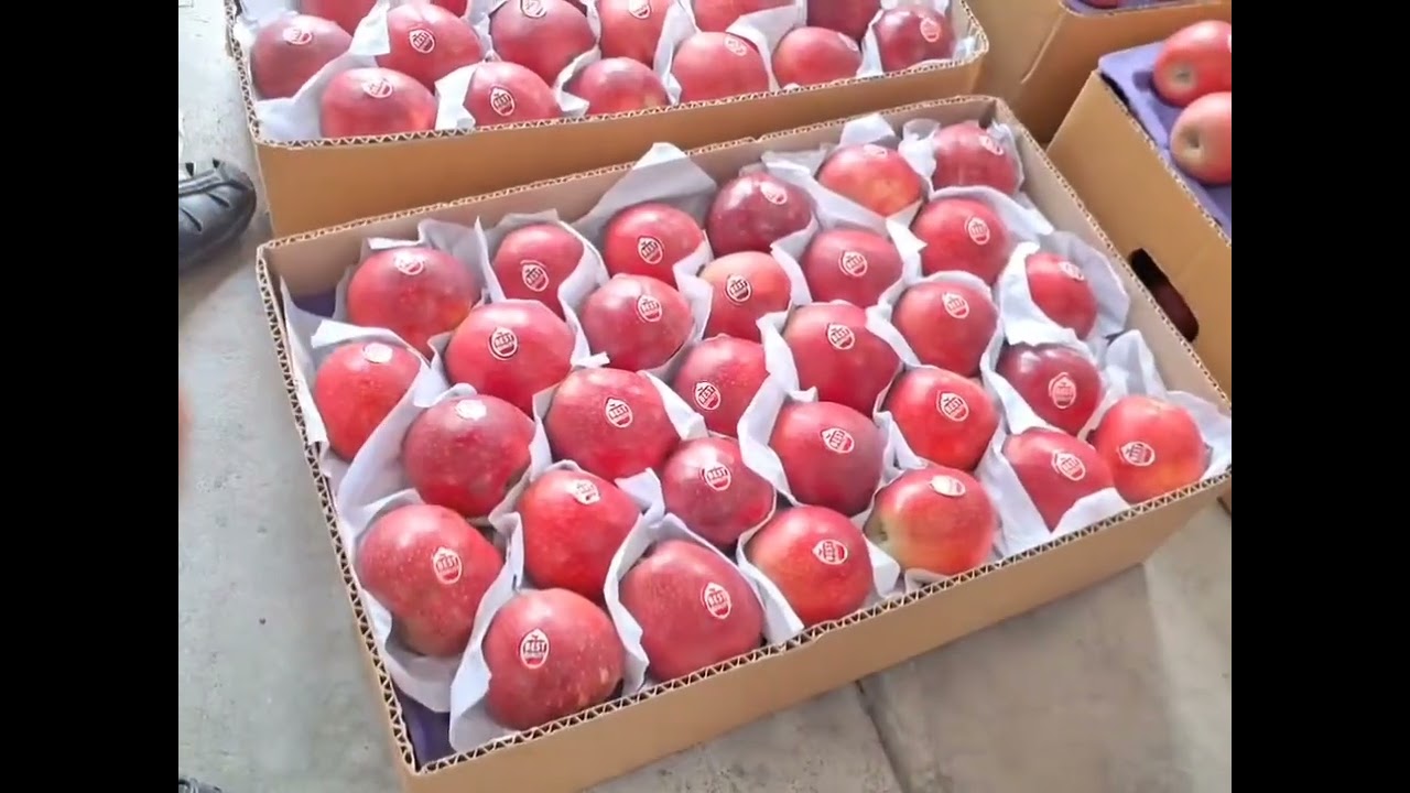 Today's vedio from Fruit Mandi Sopore Best verity in Fruit Mandi Sopore today on 11 Aug 2025