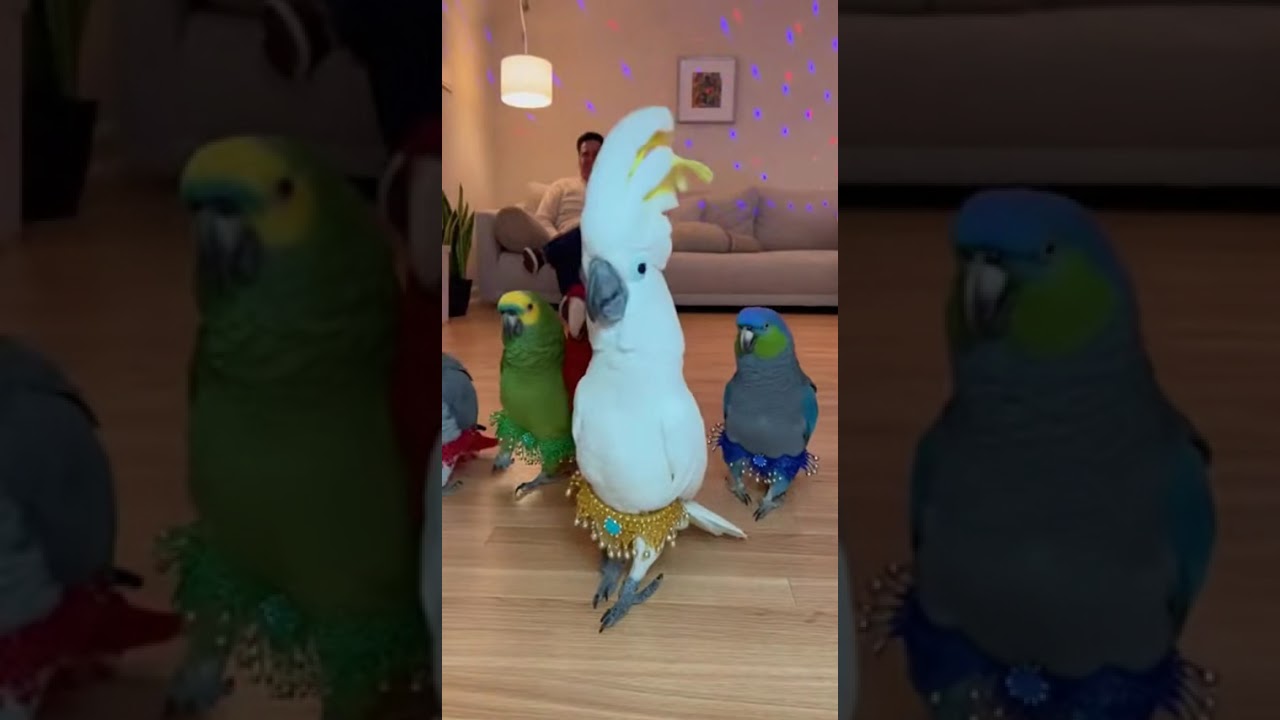 Parrots Dancing in Cute Costume 🦜💃 | Funny & Professional Dance | AniverseWorld 