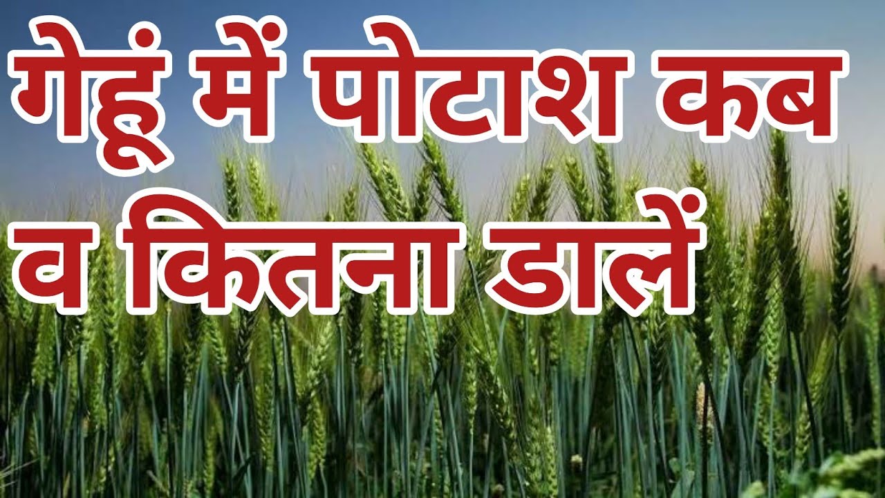 गेहूं में पोटाश कब व कितना डाले | गेहूं मे पोटाश खाद | Potash Fertilizer | Agriculture Guruji