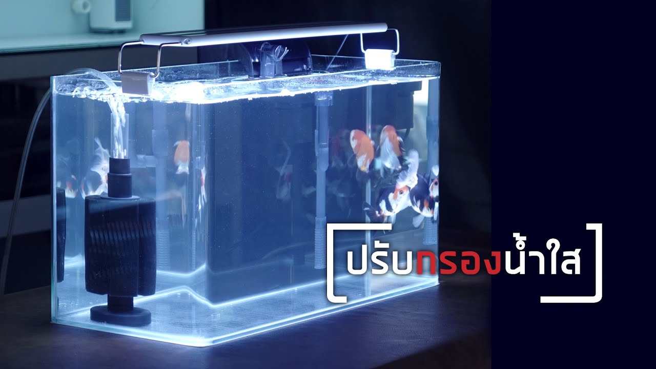 ทำยังไงให้ตู้ปลาน้ำใสนาน ด้วยระบบกรองชีวภาพ แก้ปัญหาน้ำขุ่นขาว
