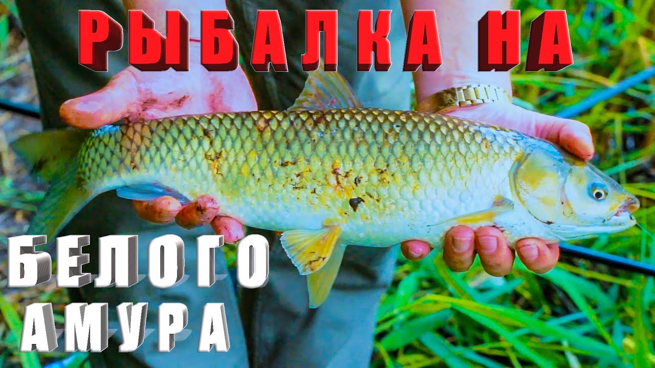 Рыбалка на Белого Амура поплавочным удилищем, на горох. За рыбалку!!!