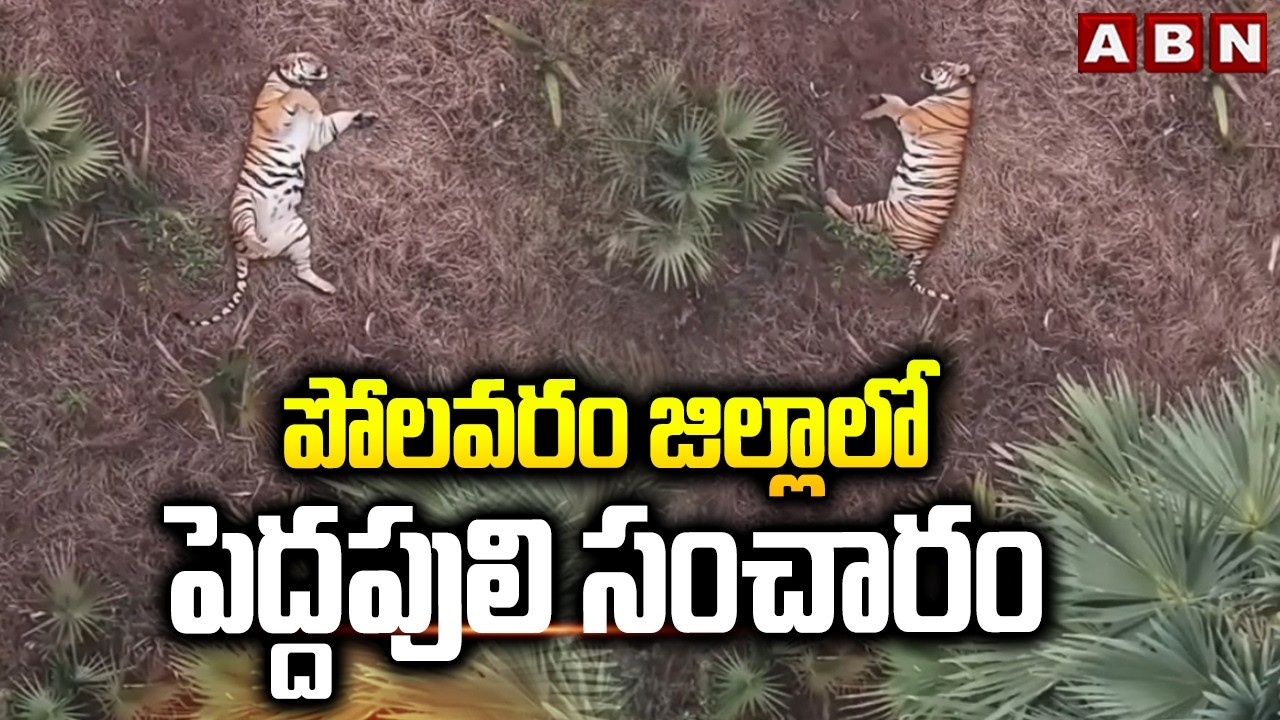 పోలవరం జిల్లాలో పెద్దపులి సంచారం |  Tiger Spotted In Polavaram District | ABN