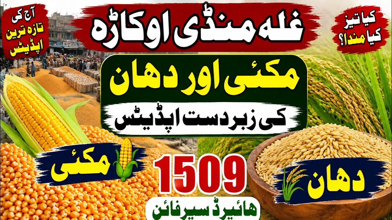 Okara Grain Market Today | Maize & Paddy Latest Updates | 1509 Hybrid Super Fine Rice Rates