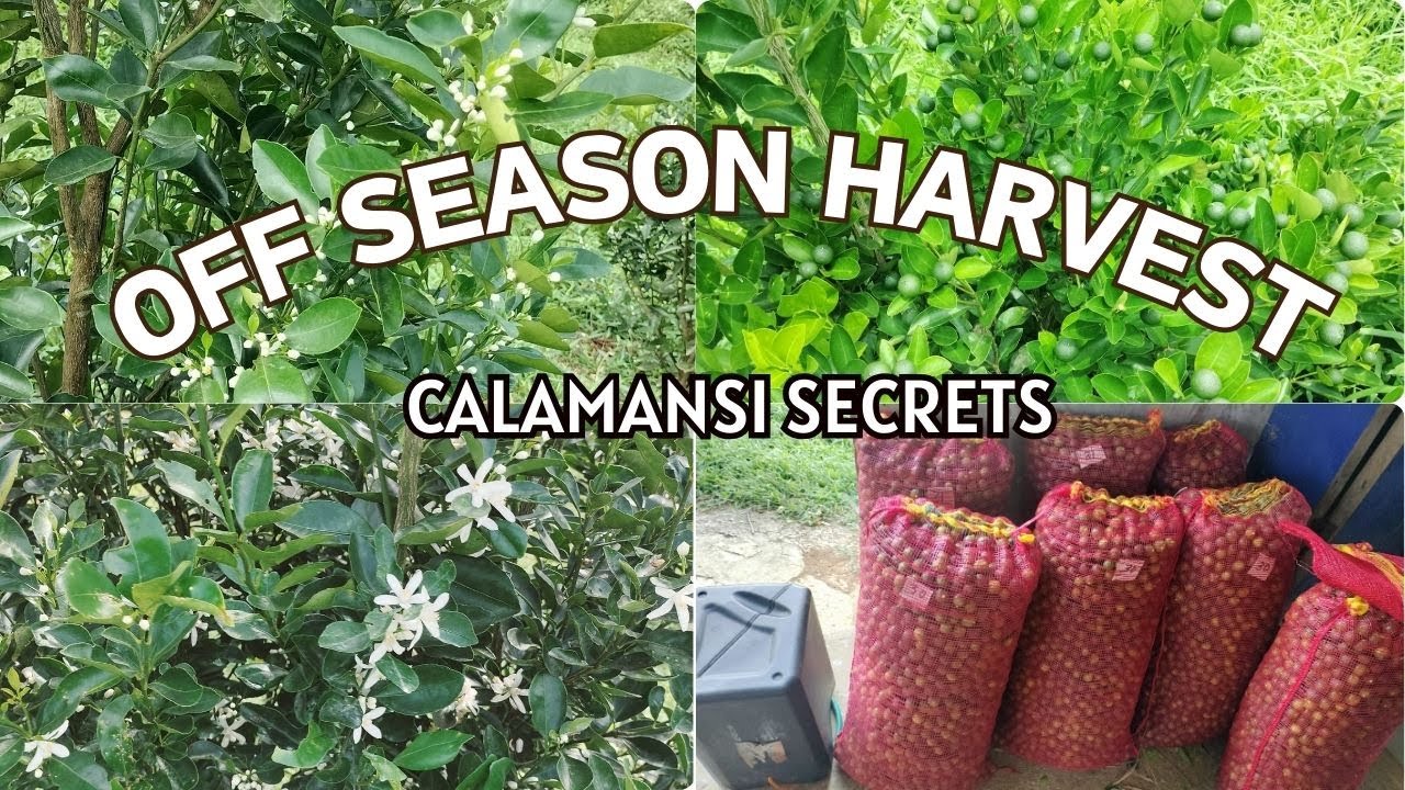 Paano Magpabulaklak ng Calamansi? 3 PRINCIPAL METHODS  // Part 1