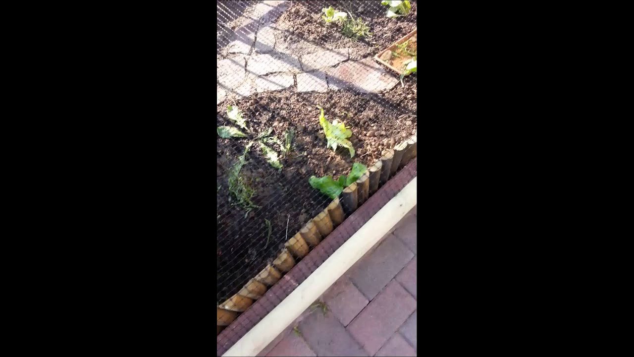 20150605_180854.mp4