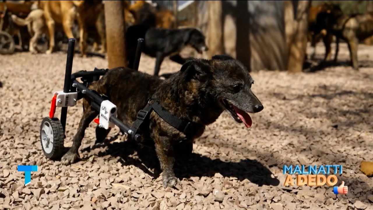 Malnatti viaj&oacute; 600km para que un refugio de perritos discapacitados tuviera sus sillas de ruedas