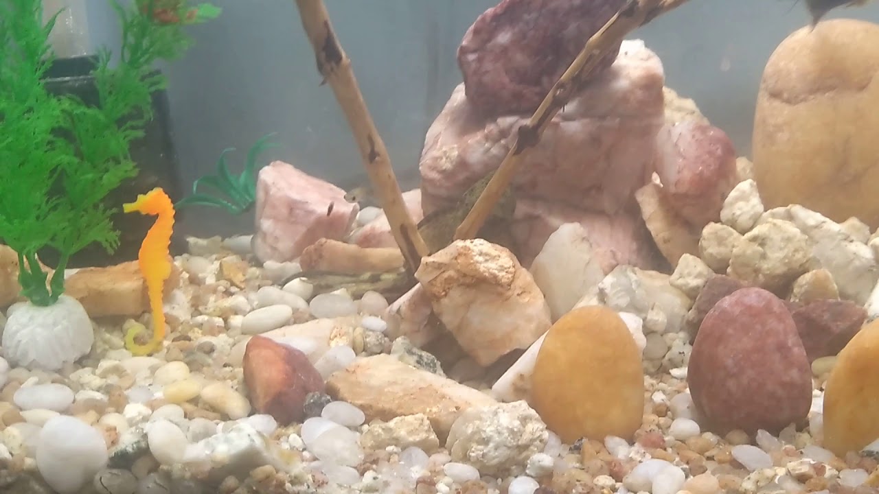 Meu aqu&aacute;rio comunit&aacute;rio, com Betta, ph neutro