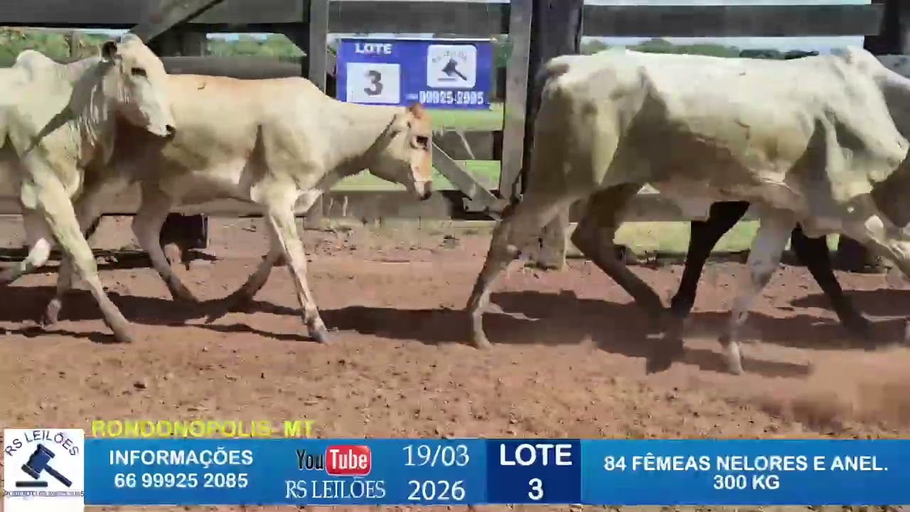 LOTE 03 - 84 FÊMEAS NELORES/ANELORADOS - 300 KG