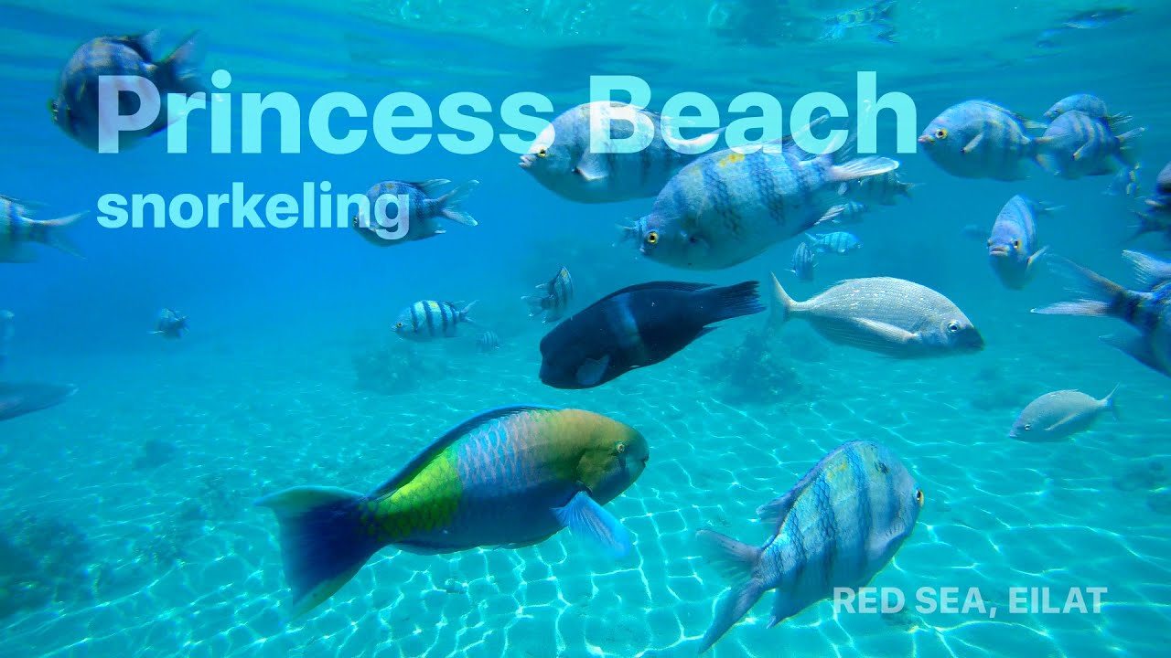 Snorkeling in the Red Sea, Princess Beach Eilat, Israel (4K)